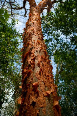 exitic ağaç gövdesi