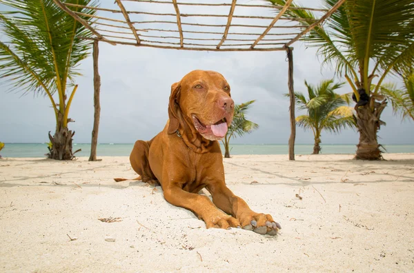 Golden dog laying on beach — Stock Photo, Image