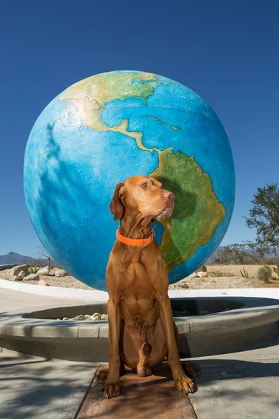 Dog at the tropic od Cancer — Stock Photo, Image