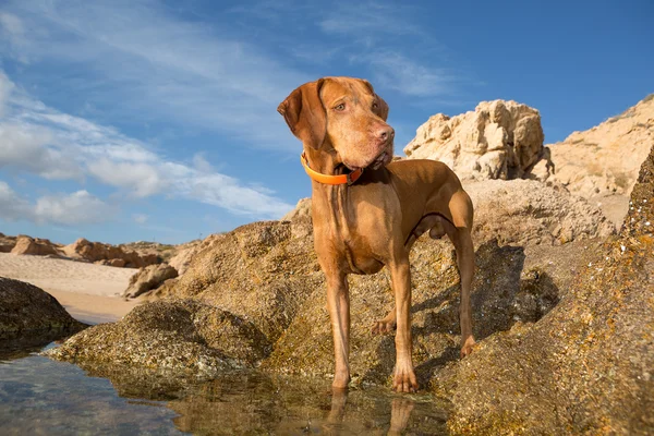 Dog standing on seaside cliff — Stock Photo, Image