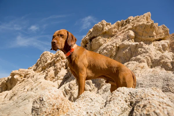 Golden dog with cliff in background — Stock Photo, Image