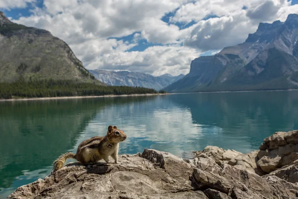 Esquilo em uma rocha por um lago de montanha — Fotografia de Stock