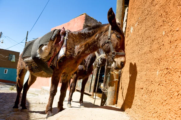 Mexican donkey — Stock Photo, Image