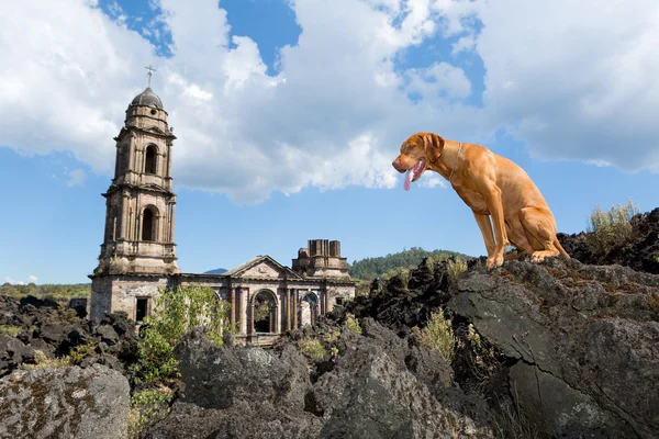 Dog at Paricutin — Stock Photo, Image