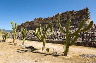 mitla Zapotek Dili harabe önünde sıraya kaktüsler