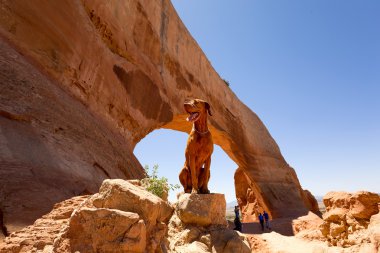 bir turist olarak köpek