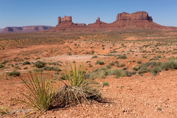 Yuccapflanzen in der Wüste mit dem Denkmaltal im Hintergrund — Stockfoto