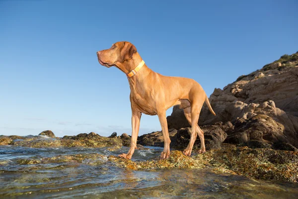 Σκύλος στέκεται στο νερό ακτή — Φωτογραφία Αρχείου