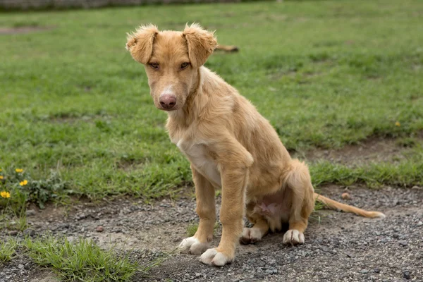 Mutt — Stock Photo, Image