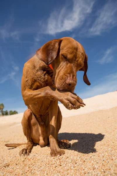 Cane leccare la zampa dopo aver nuotato nel mare — Foto Stock