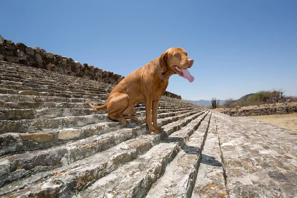 Dog sitting on the stairs of the ballgame court in Dainzu — Stock Photo, Image