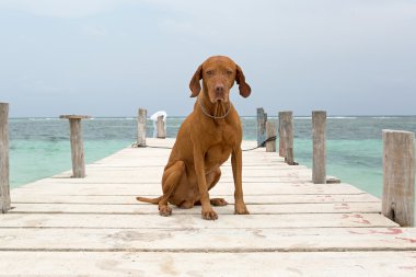 Maya riviera, yucatan, Meksika için iskele üzerinde oturan köpek