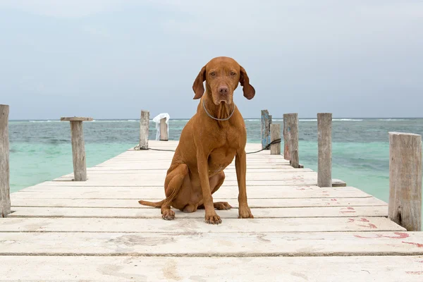 Dog sitting on pier in Mayan Riviera,Yucatan,Mexico — Stock Photo, Image