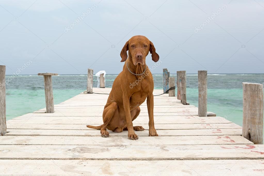 dog sitting on pier in Mayan Riviera,Yucatan,Mexico