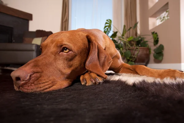 Perro tendido en casa piso — Foto de Stock