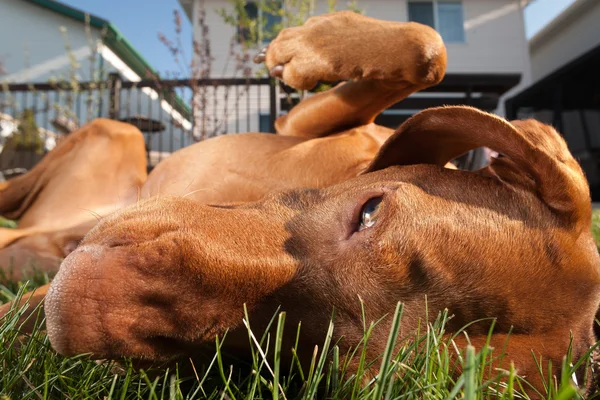 Perro volcado en la hierba — Foto de Stock