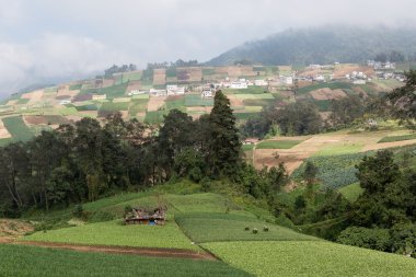 Guatemala tarım arazileri