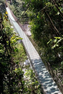 asma köprü Pico palamut Honduras ormanda