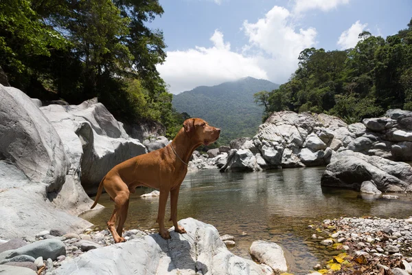 Chien debout sur un rocher près de la rivière Cangrejal au Honduras — Photo