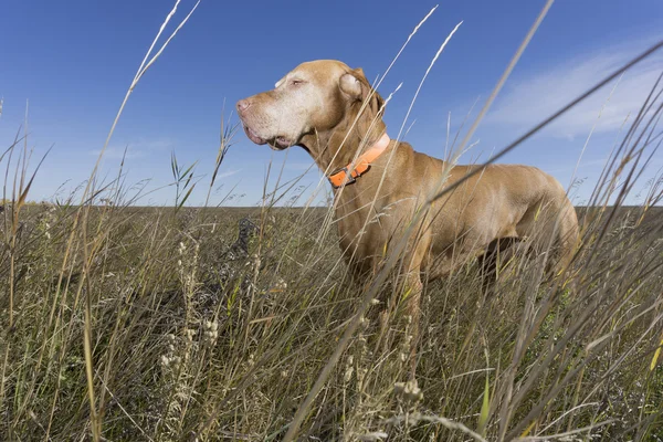 Κυνήγι σκυλί σε ψηλό χορτάρι — Φωτογραφία Αρχείου