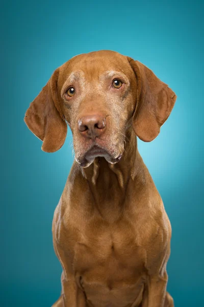 Zvědavý vizsla dog portrét — Stock fotografie