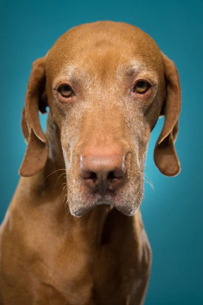 Retrato de cão — Fotografia de Stock