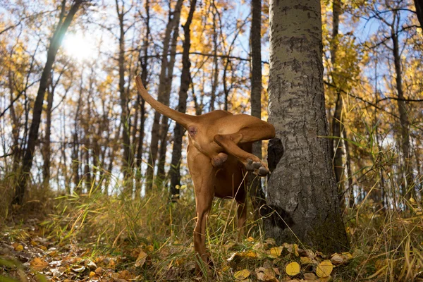 erkek köpek ağaç üzerinde peeing
