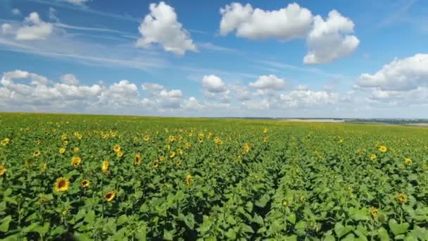 Margins of sunflower Fields In rays of setting sun — Stock Video