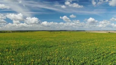 Ayçiçeği tarlaları batan güneş ışınlarında
