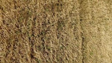 Buğday tarlası. Buğday kulakları yakında. Hasat ve hasat konsepti.