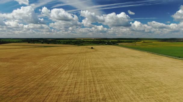 Campo de Trigo. As orelhas de trigo fecham-se. Conceito de colheita e colheita. — Vídeo de Stock