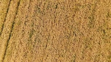 Yazın sarı buğday tarlasında yürürken