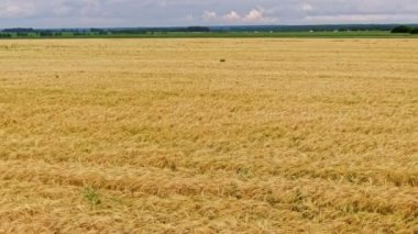 Yazın sarı buğday tarlasında yürürken