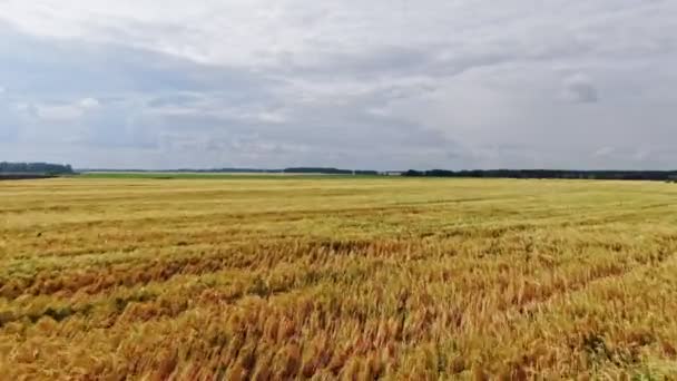 Wandern im gelben Weizenfeld im Sommer — Stockvideo