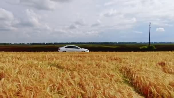 Widok z lotu ptaka: Biały samochód SUV jedzie drogą wiejską w pobliżu pola pszenicy. Drone jedzie za samochodem w poprzek kraju. Przygody w samochodzie. Widok z góry na jadący samochód. — Wideo stockowe