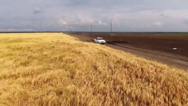 Widok z lotu ptaka: Biały samochód SUV jedzie drogą wiejską w pobliżu pola pszenicy. Drone jedzie za samochodem w poprzek kraju. Przygody w samochodzie. Widok z góry na jadący samochód. — Wideo stockowe