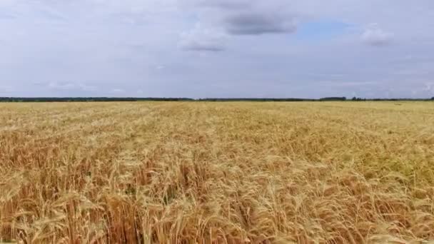 เดินในสนามข้าวสาลีสีเหลืองในฤดูร้อน — วีดีโอสต็อก