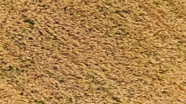 Прогулянка в жовтому пшеничному полі влітку — стокове відео