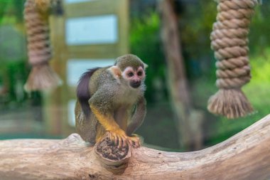 Sıradan bir sincap olan Saimiri hayvanat bahçesinde örgü örülmüş halatların yanındaki bir dala oturur.