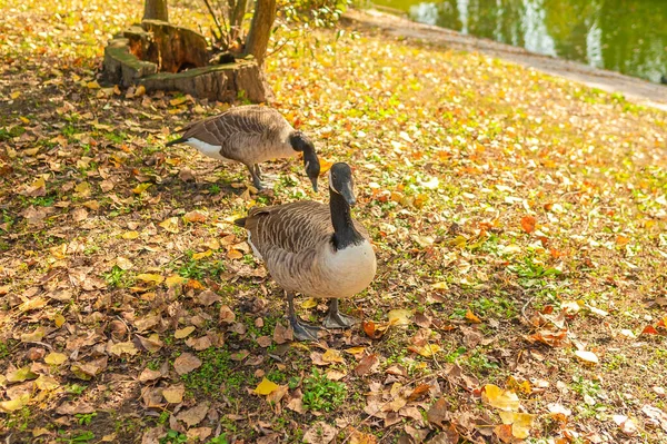 two brown with black heads waterfowl ducks stand on the shore of a pond with yellow fallen foliage