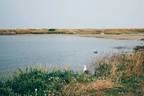 Mouette Hollandaise Cachée Dans Herbe Nature Hollandaise Panoramique Wadden Sea — Photo