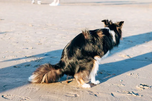 Funny Border Collie Mixed Breed Puppy Pooping Sandy Sunny Beach — Stock Photo, Image
