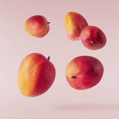 Pembe arka planda izole edilmiş taze mango havadan düşüyor. Yiyecek uçurma konsepti. Yüksek çözünürlük