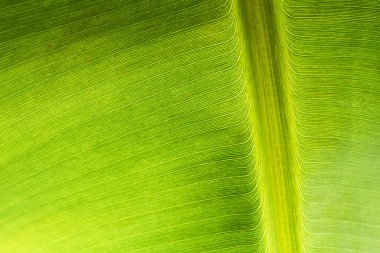 Taze yeşil muz yaprağı dokusunun makro görüntüsü