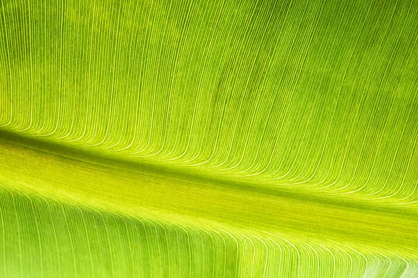 新鮮な緑のバナナの葉のテクスチャのクローズアップマクロビュー — ストック写真