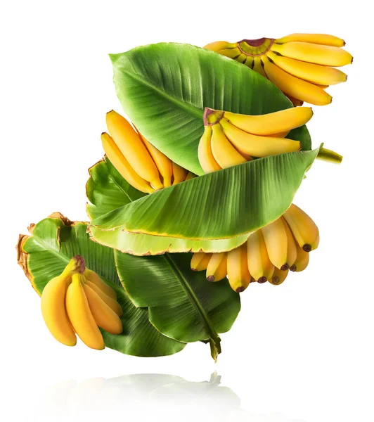 Bananas Bebê Maduras Frescas Com Folhas Caindo Isoladas Fundo Branco — Fotografia de Stock