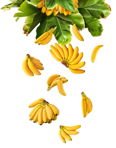 Bananas Bebê Maduras Frescas Com Folhas Caindo Isoladas Fundo Branco — Fotografia de Stock