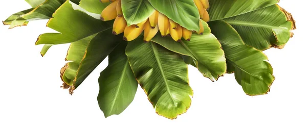 Bananas Bebê Maduras Frescas Com Folhas Verdes Isoladas Fundo Branco — Fotografia de Stock