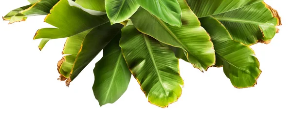 Frische Grüne Bananenblätter Isoliert Auf Weißem Hintergrund — Stockfoto