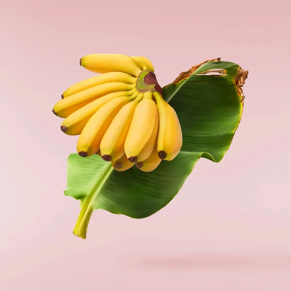 Bananas Bebê Maduras Frescas Com Folhas Caindo Isoladas Fundo Rosa — Fotografia de Stock